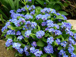 Check spelling or type a new query. 9 Best Tiny Flowers For Your Garden