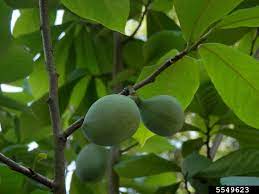 And trees can take 10 to 15 years before they start bearing fruit, weaver says. Eat Pawpaws In September Outside My Window