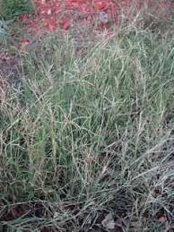 Image result for Cynodon incompletus