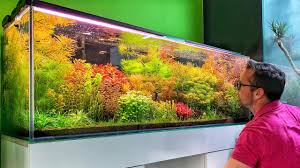 Tanaman dan ikan jenis apa aja yg pas? Trailer Beautiful Aquascape Gallery In Poland By George Farmer