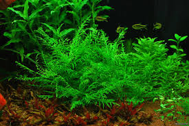 Image result for Hygrophila spiciformis