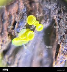 Image result for Chlorosplenium chlora