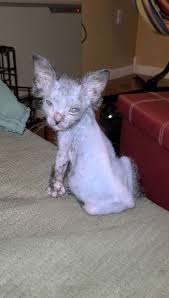 Maybe you would like to learn more about one of these? Gracie The Werewolf Cat Who Made Her Owners Confused