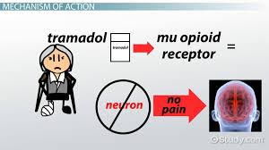 Tramadol Mechanism Of Action Pharmacokinetics