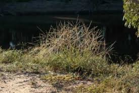 Image result for Enteropogon
