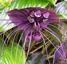 Black Bat Flower Poisonous Best Flower Wallpaper