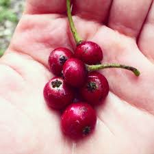 Maybe you would like to learn more about one of these? Thewildguava