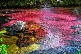 Cano cristales from bogota via villavicencio. Descubre Cano Cristales El Rio Mas Hermoso Del Mundo En Colombia Plan