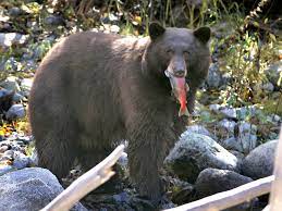 Bears of Tahoe  Bears with Bandages  Yellowstone Bears - capradio.org