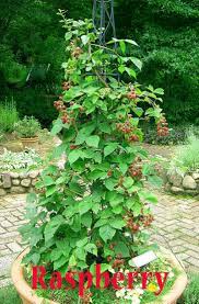 Growth stages of the raspberry plant. Why Do People Think Raspberry Plants Are A Good Idea Raspberry Plants Berry Garden Plants