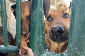 Türkiye'nin hayvan barınağı gerçeği: Sokağımda köpek istemiyorum diyen  insan, bir gün barınaklara gitse sokağındaki bütün köpeklere sahip çıkar |  Independent Türkçe