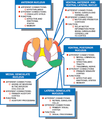 The raphe pallidus nucleus is the smallest of the raphe nuclei. Thalamus Neupsy Key