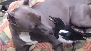 Collingwood ranked 13th in attack in 2020 and are 16th this season, with an average of 70 points per game. Magpie Attack Australian Cyclist Dies While Fleeing Swooping Bird Bbc News