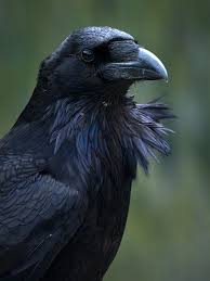 Big Black Bird With Black Beak Common Raven Corvus Corax Raven Pictures Crow Animals