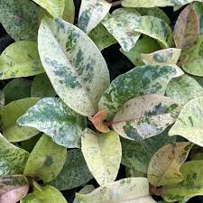 Image result for Ficus muelleriana