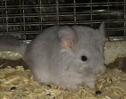 Clothing and accessories, jewelry and watches Baby Chinchillas For Sale Bobbie S Chinchillas Baby Chinchilla Chinchilla Pet Baby Chinchilla For Sale