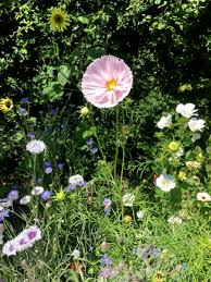 Image result for Pupalia grandiflora