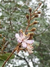 Image result for Baikiaea