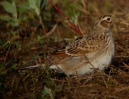 Image result for Alafia orientalis