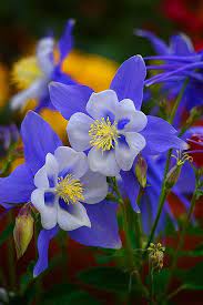 Pin On Flowers 5