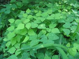 Image result for Amphicarpaea africana