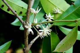 Image result for Chionanthus niloticus
