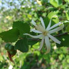 Image result for Grewia praecox