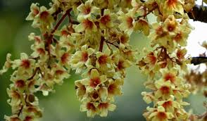 Image result for Sterculia subviolacea