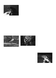 The Nesting Season June 1