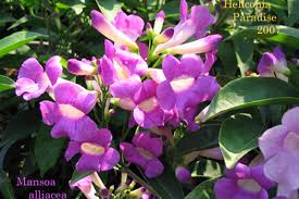 Image result for Mansoa