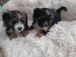 Satilik Morkie Fiyatlari Ve Ilanlari Kopek Dunyasi