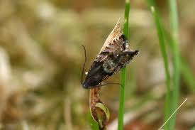 Image result for Cydia strobilella