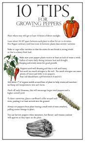 In order to provide an equivalent amount with a grow light, it needs to be pretty bright! 10 Tips For Growing Peppers A Healthy Life For Me Growing Green Beans Growing Peppers Growing Zucchini