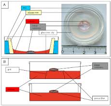 Introduction of a new organ in an animal body with a view to create genetic mutation in the progenies of that animal wrong answer. A Novel Low Volume Method For Organ Culture Of Embryonic Kidneys That Allows Development Of Cortico Medullary Anatomical Organization
