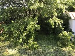 Hours may change under current circumstances 1 Tree Service In Denton Tx Tree Trimming Removal