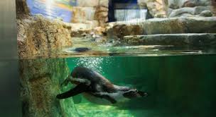 humboldt penguins oil rig aquarium