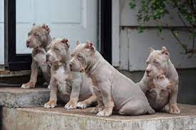 We did not find results for: Available Xl American Bully Puppies The Incredibullz