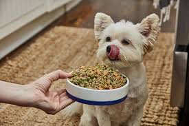 Maybe you would like to learn more about one of these? Ollie Dog Food Review Real Dog Tested Best Worst 2021 Woof Whiskers