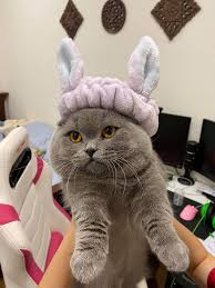 Cứ chỗ nào là ghế của khách, bàn của khách thì. Streamer Nuoi Nhiá»u Meo Nháº¥t Viá»‡t Nam