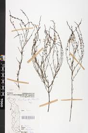 Image result for Striga linearifolia