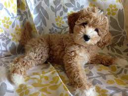 Australian labradoodle puppies in california — california labradoodle puppies breeder. What You Wanna Play Labradoodle Puppy Cute Dogs Australian Labradoodle Puppies