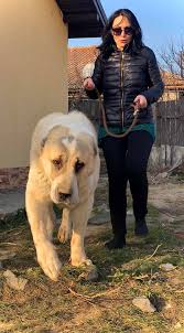 Die natur verfügte, dass alabai große stärke haben, sie sind robust, furchtlos und können gleichzeitig selbst entscheidungen treffen. Alabai Cao Romania Asiat Spirit Fci Kennel Startseite Facebook