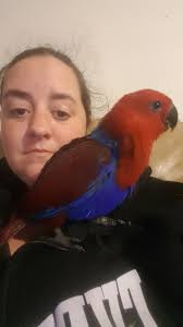 Here's our newest little baby and we decided to name her Ruby absolutely  fitting for her.