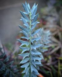 Image result for Encephalartos