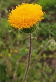 Image result for Crassocephalum vitellinum