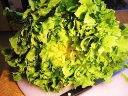 Endiviensalat Einfach Rezept Mit Bild Rezept Endiviensalat Salat Endivie