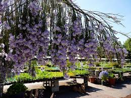 Image result for Psoralea