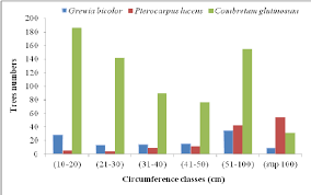 Image result for Pterocarpus lucens