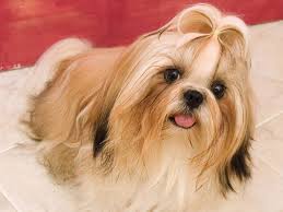 Dogs that keep their puppy looks into adulthood tend to be among the cutest canines. 21 Cute Pet Dogs With Trendy Hairstyles Dog Fashion Dogexpress