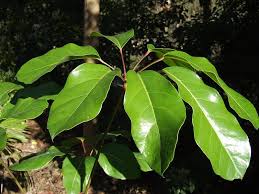 Image result for Heptapleurum actinophyllum